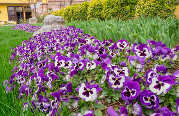 purple flowers in the garden