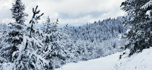 winter landscape with trees and snow