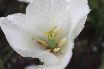 closeup of white tulip flower
