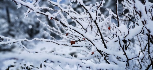 branch of a tree covered with snow