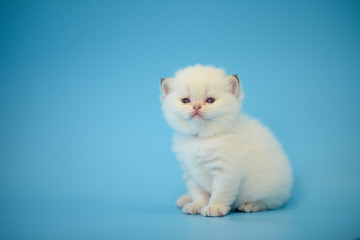 Cute British Longhair cat  indoor