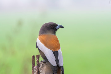 Rofus treepie