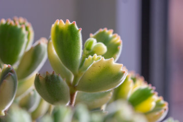 Green cotyledon tomentosa Harv.close up