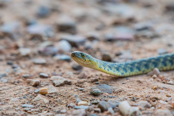 checkered keelback snake 