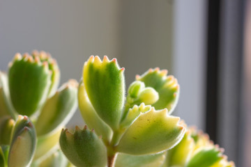 Green cotyledon tomentosa Harv.close up