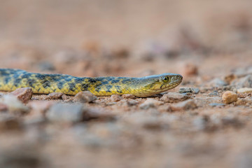 checkered keelback snake 