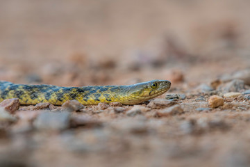 checkered keelback snake 