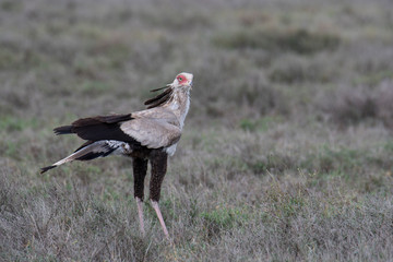 Secretary bird (Sagittarius Serpentarius), Serengeti National Park, Tanzania