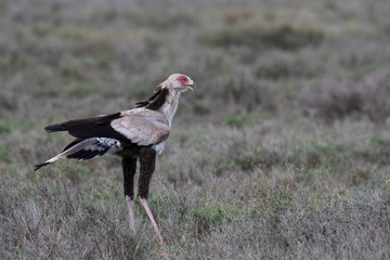 Secretary bird (Sagittarius Serpentarius), Serengeti National Park, Tanzania