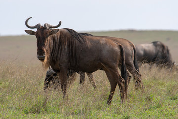 blue wildebeest (Gnu or Connochaetes taurinus) in the Serengeti national park, Tanzania