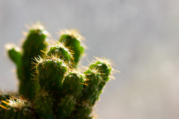 Obraz premium cactus in bloom