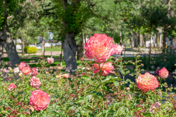 red flowers in the garden