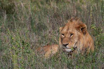 Close up from a Lion  in Serengeti National Park, Tanzania