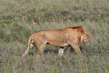 Close up from a Lion  in Serengeti National Park, Tanzania