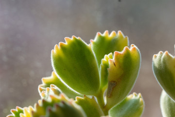 Green cotyledon tomentosa Harv.close up