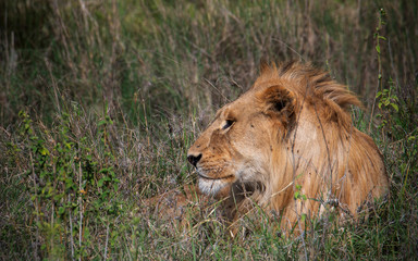 Close up from a Lion  in Serengeti National Park, Tanzania