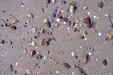Fototapeta na wymiar Seashells on a Sandy Beach Background Texture