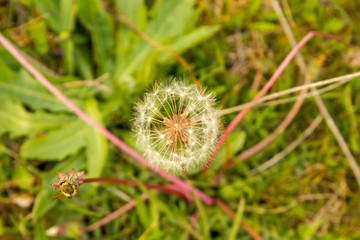 close up of dandelion