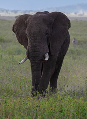 Fototapeta na wymiar Elephant in Serengeti National Park, Tanzania