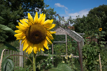 Sunflower in Allotment