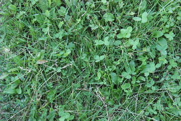 Green beautiful juicy grass background summer texture