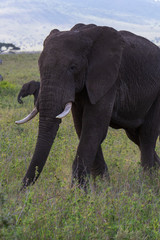 Fototapeta na wymiar Elephant in Serengeti National Park, Tanzania