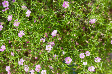 Obraz na płótnie Canvas Pink flowers in green leaves