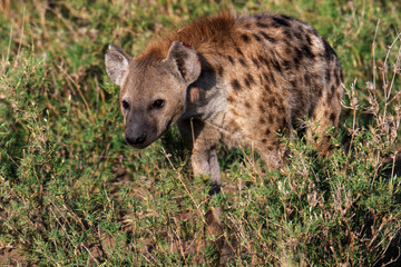 beautiful wild hyena in Serengeti National Park, Tanzania