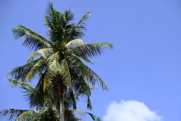 Palm Trees On a Beach with a Blue Sky Background