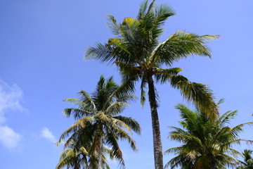 Palm Trees On a Beach with a Blue Sky Background