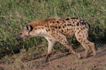 beautiful wild hyena in Serengeti National Park, Tanzania