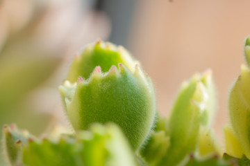 Green cotyledon tomentosa Harv.close up