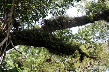 Trees