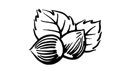 Hazelnut. Vector. Hand drawing. Nut. On a branch. With leaves. Concept Art. Composition. Sketch. Marker, felt-tip pen. Black line. White background.