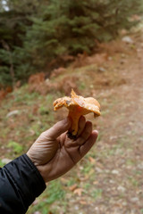 Orange large mushrooms saffron milk cap (Lactarius deliciosus) in male hand