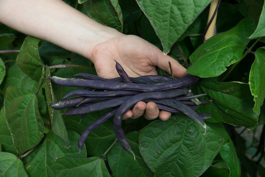 Close Up Of French Dwarf Beans 