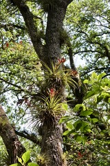 Fototapeta premium Trees