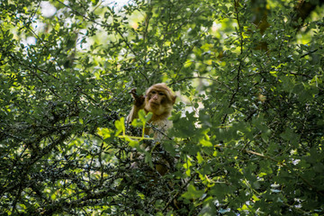 Macaque de Barbarie.
