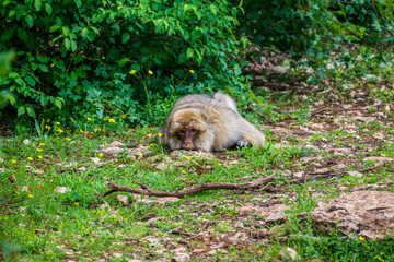 Macaque de Barbarie.