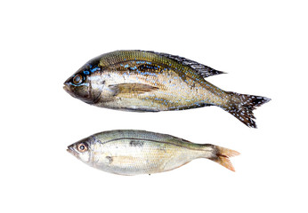 Sea bass close-up on a white background