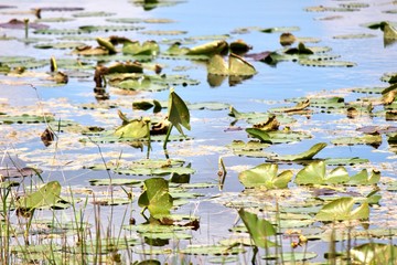 Lilypads