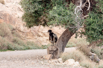 Goats graze in the mountains close-up