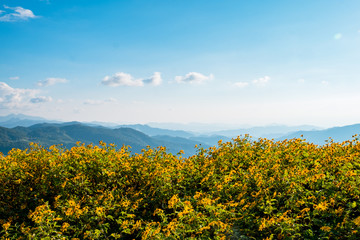 Fototapeta premium Landscape of Thung Bua thong (Tree Marigold, Mexican Sunflower) Fields on the mountain, Khun yuam, Mae Hong Son, Thailand.