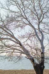 White poplar tree on the background of the sea.