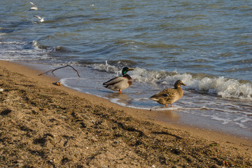 Female and male ducks on a beach.