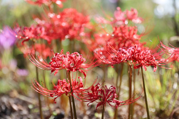 彼岸花（曼珠沙華）