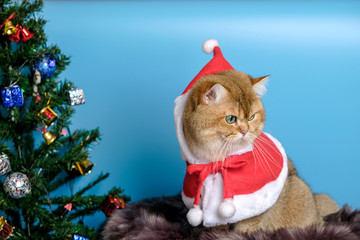 Cute British Longhair cat  indoor
