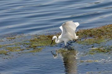 White great heron (Great egret) hunt fish in the sea on a sunny day