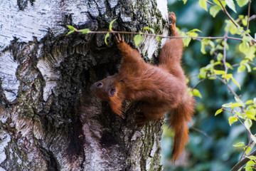 Eichhörnchen © Andreas