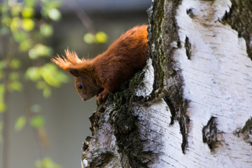 Eichhörnchen